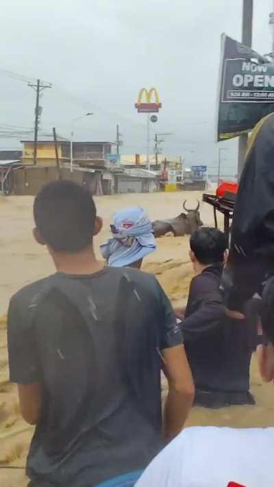 Cebu, Philippines, 11/04. An Ox makes a break for it