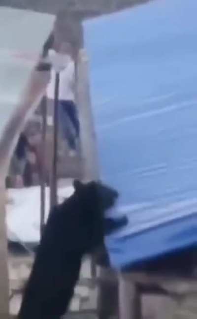 Parkour bear