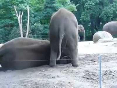 Baby elephant goofs around with mom