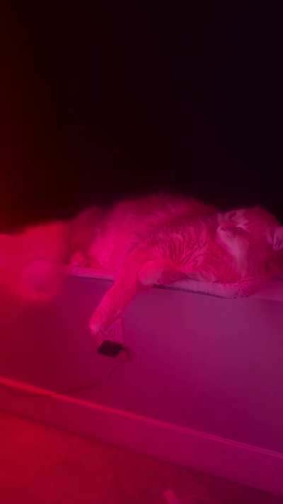 Look how happy my orange boy is