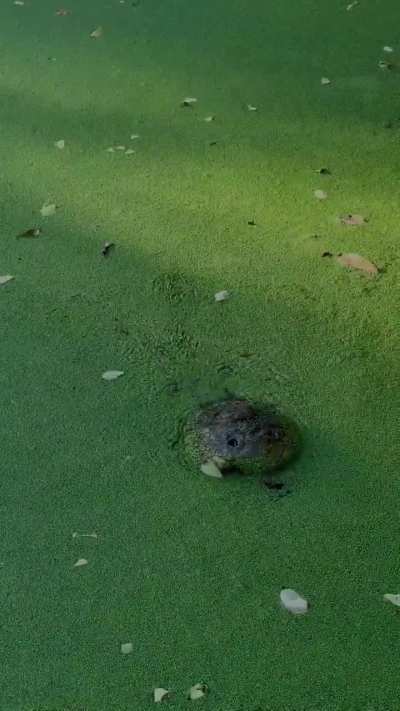 Crocodile slips beneath the duckweed