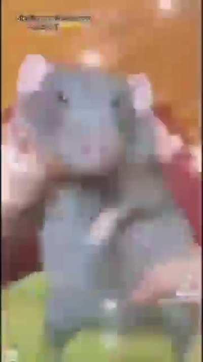 Elaborate dancenings