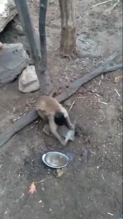 bruh they are evolving 💀💀💀