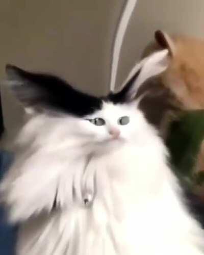 What's so funny human?