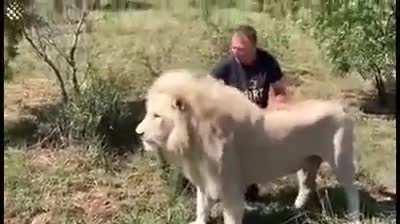 Man greeted by pride of lions that he raised when they were young