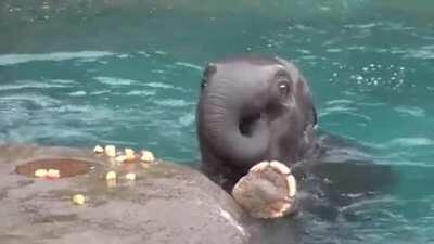 Since gfycat is down, and there are no new posts, I'm posting my favorite elephant of all time. Lily passed away some time ago, but she was loved by many.