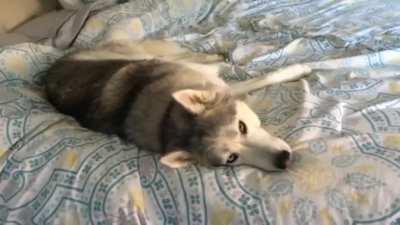 Husky doesnt wanna get out of bed