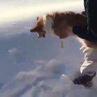 inNoceNT CorGI GEts bRUTALLy fucking TOsSEd out OF aN aIrpLAnE