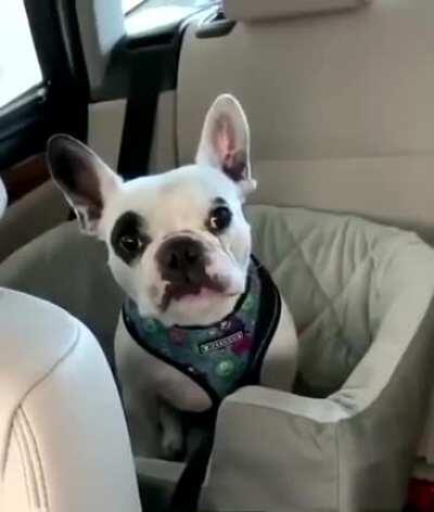 Doggo loses his cool