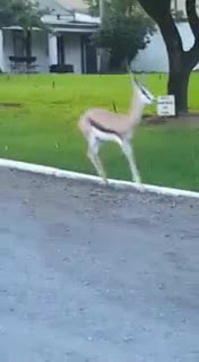 Having a springbok as a pet