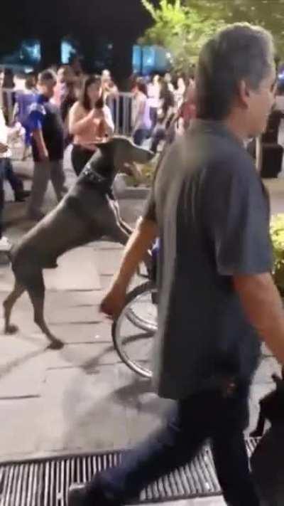 Doggo helps little boy get around