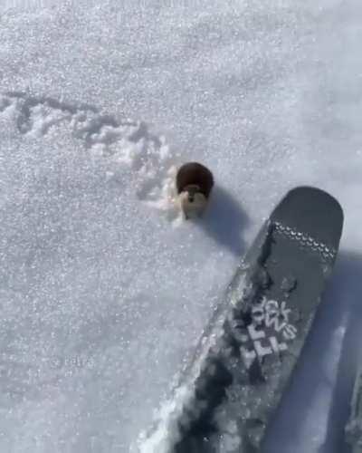 When you get attacked while skiing