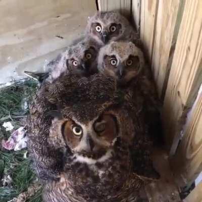 Clickity clackity owls