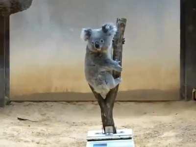 If you are having a bad day, watch this koala being weighed