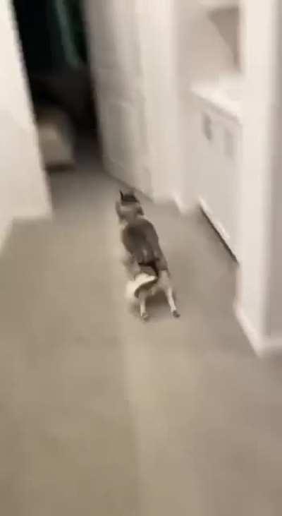 How does he have so much energy in him?