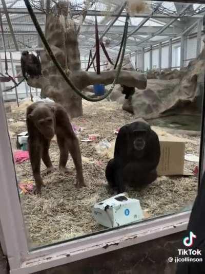 Our closest relatives shocked at man's prosthetic leg