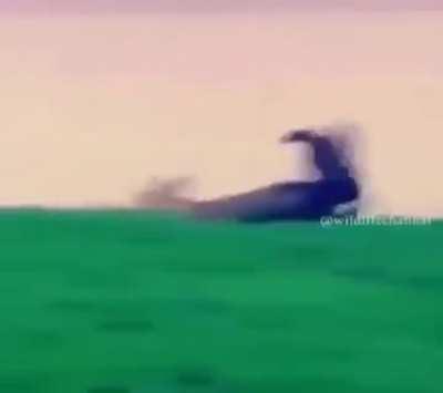 Catching a deer with a eagle