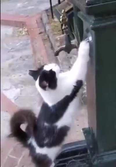 Evil man dehydrates the cat.