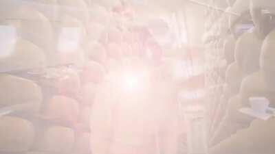 SHRIMP TANK: meet the shrimps