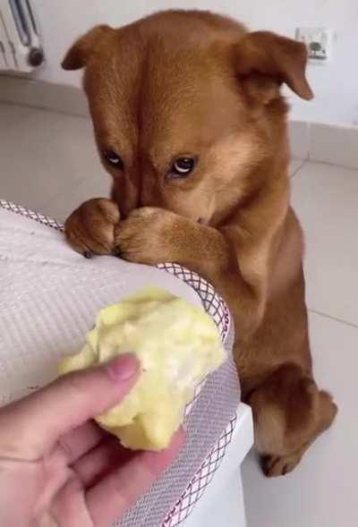 Turns out dogs and durians don’t mix