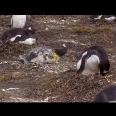 Penguin diarrhea in yo FACE!