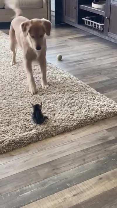 The heck? Why so smol?