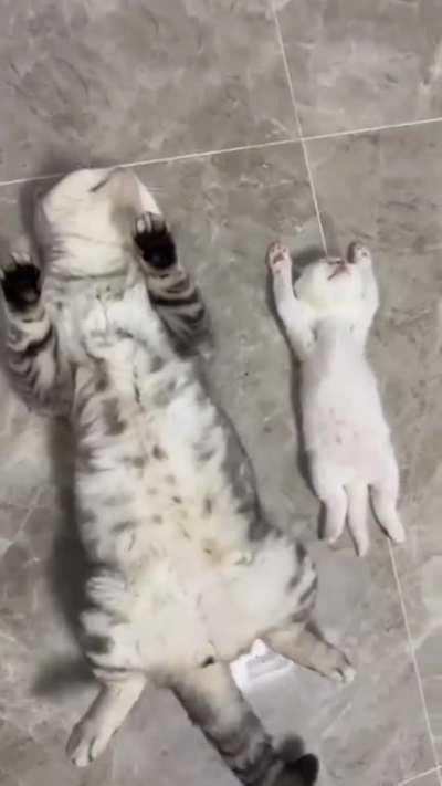 they're laid flat or they've laid flat like this