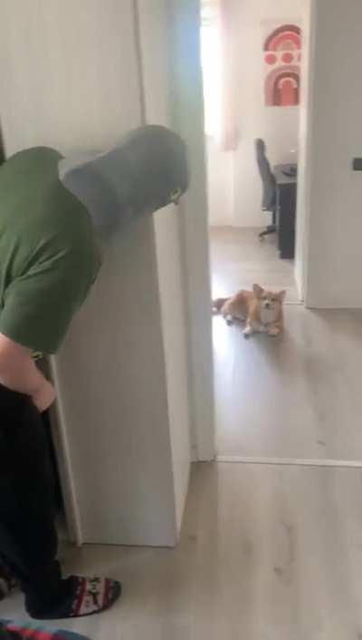 My dog's reaction to me in a Pigeon mask was 