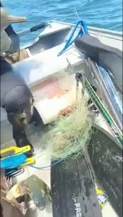 The Man help the baby dolphin. He's so kind.