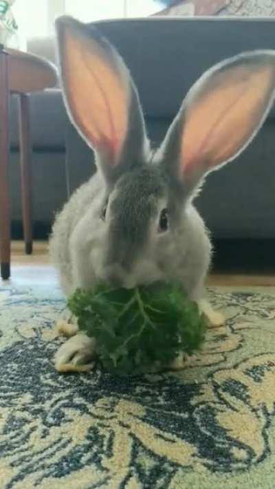 new Flemish Giant friend of mine. 3 months old