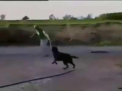 MaN PLEAds foR HiS life WhilE dOuSEd in chemICaLS By oUt Of CoNTrOl anImal