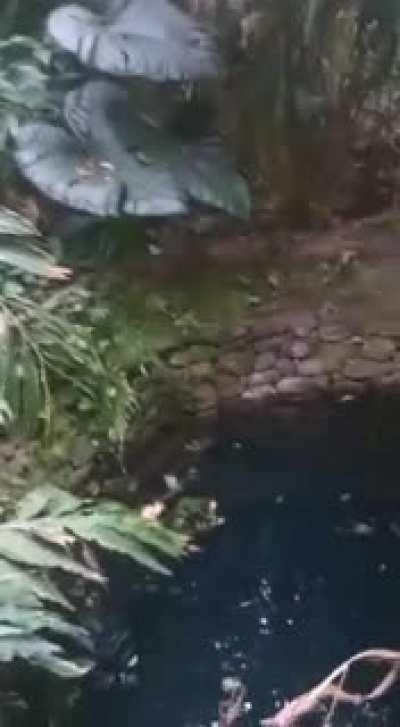 A tiger was found dead in a pond inside a cardamom plantation at Vazhavara near Kattappana in Idukki on Sunday evening.