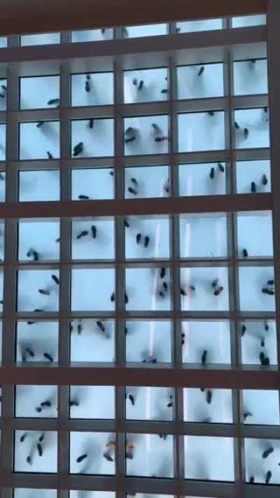 This is what a salsa dance party looks like from below a glass floor