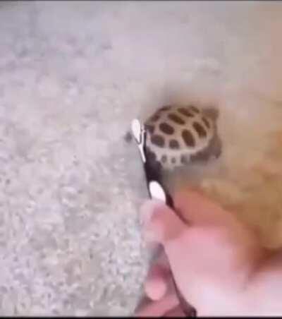 The trend continues 🐢