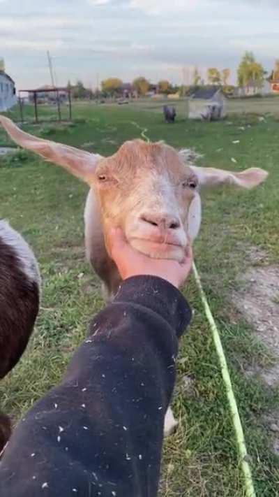 Annie's ears always lift up and go straight out when she gets scritches! @ Black Goat Farm Sanctuary