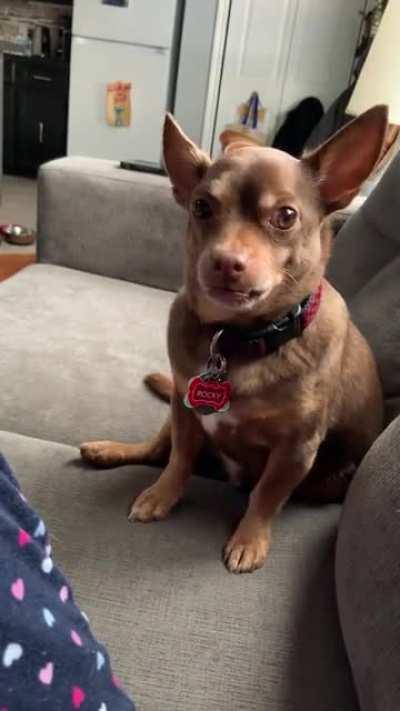 He is DEMANDING cheerios!