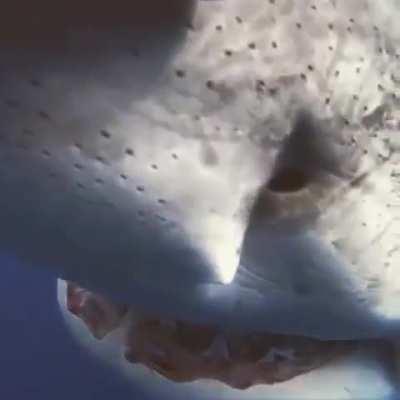 🔥 Underwater cameraman gently redirecting a great white shark 🔥