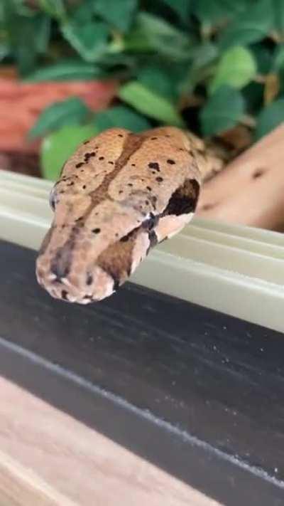 Trevor havin a blelelelele