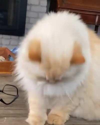 Hijacking this sub to summon u/savevideo since it ain't allowed on the original sub