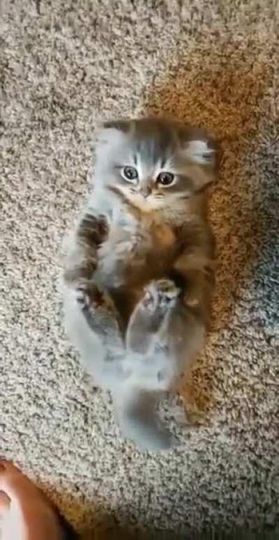 Holman more scraaatches