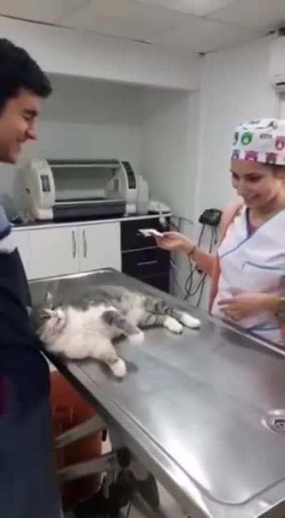 This is Toroman, a street cat. Toroman just wants to be petted.