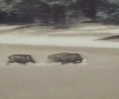 Leopard messes the wrong hogs