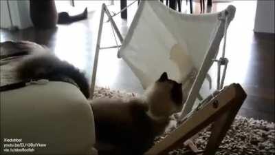 Cat learns to use a hammock