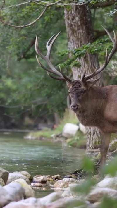 Вот это пушка!