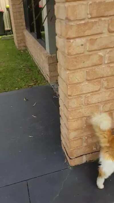 He screamed for dear life.