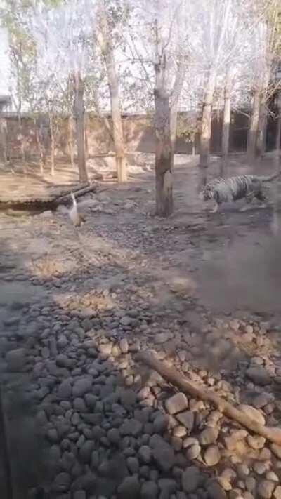 don't mess with the mad goose