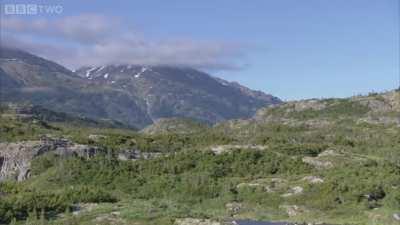 The story behind how a Cave Lion ended up in a Cave Bear Den.