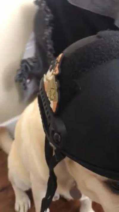 Nod dog on a dog with nods