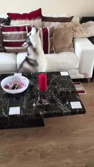 Echo when he was a puppy calling for Dan to come home!