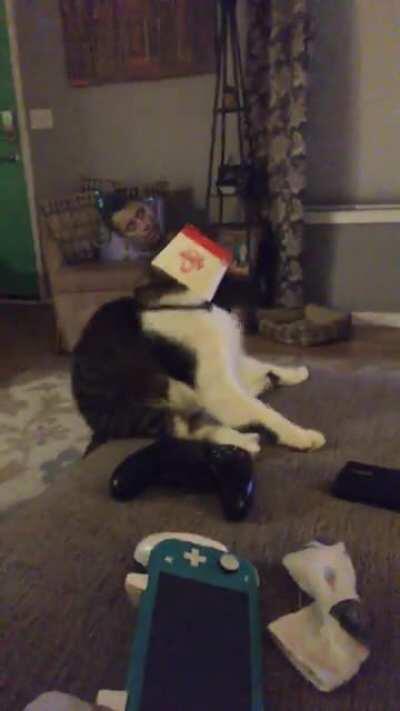 Get this off me hooman, right now :/ :D